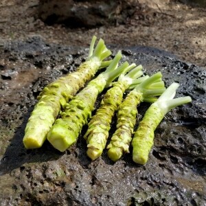 철원샘통고추냉이 고추냉이 근경(생와사비)